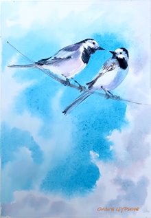 3.1 Трясогузки